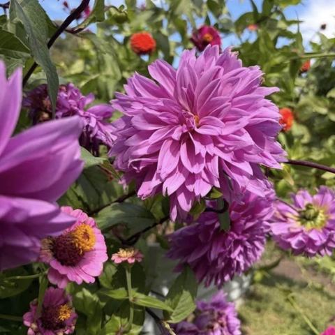 An orchid dahlia among zinnias