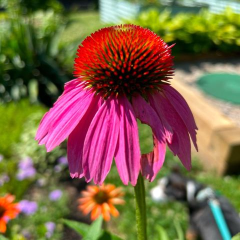 Pink echinacea with a fiery orange cone