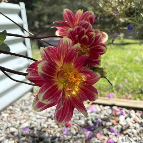 A red and yellow bicolor dahlia